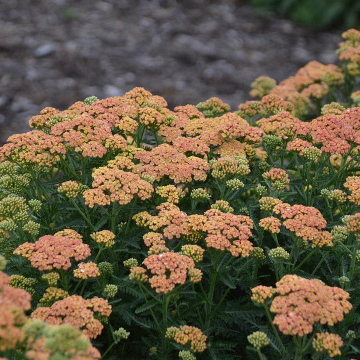 1G Achillea 'Firefly Fuchsia' - Yarrow - 1021258
