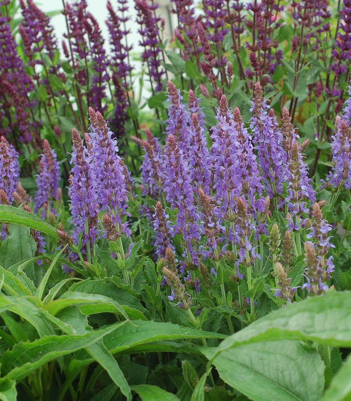 2G Salvia x sylvestris 'Blue Hill' ('Blauhügel') Blue Hill Wood Sage 1000595