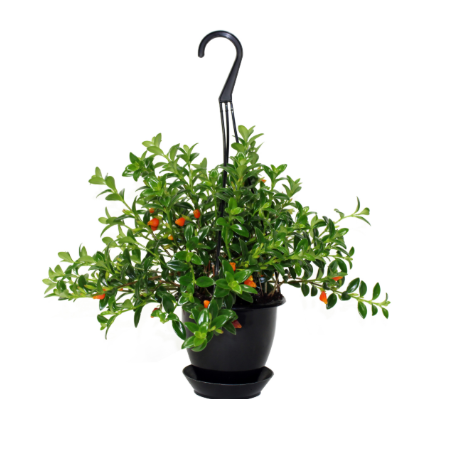 6" HB Goldfish Nervosus Hanging Basket - T0410 G0407