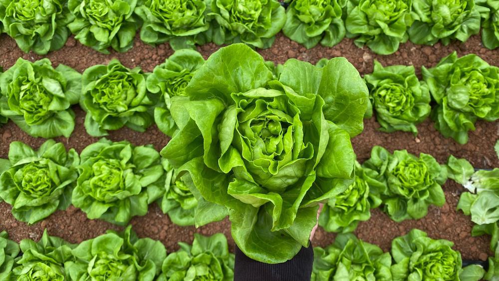 804 4 Pack Lettuce - Bibb