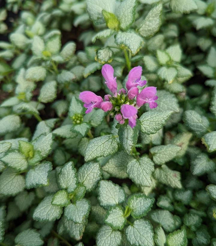 3" Lamium maculata 'Red Nancy' Red Nancy Deadnettle 1003471