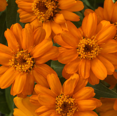 4.5" Zinnia
