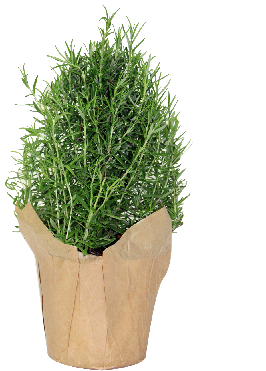 6" Rosemary Christmas Tree w/ Decorative Pot Cover - F0550