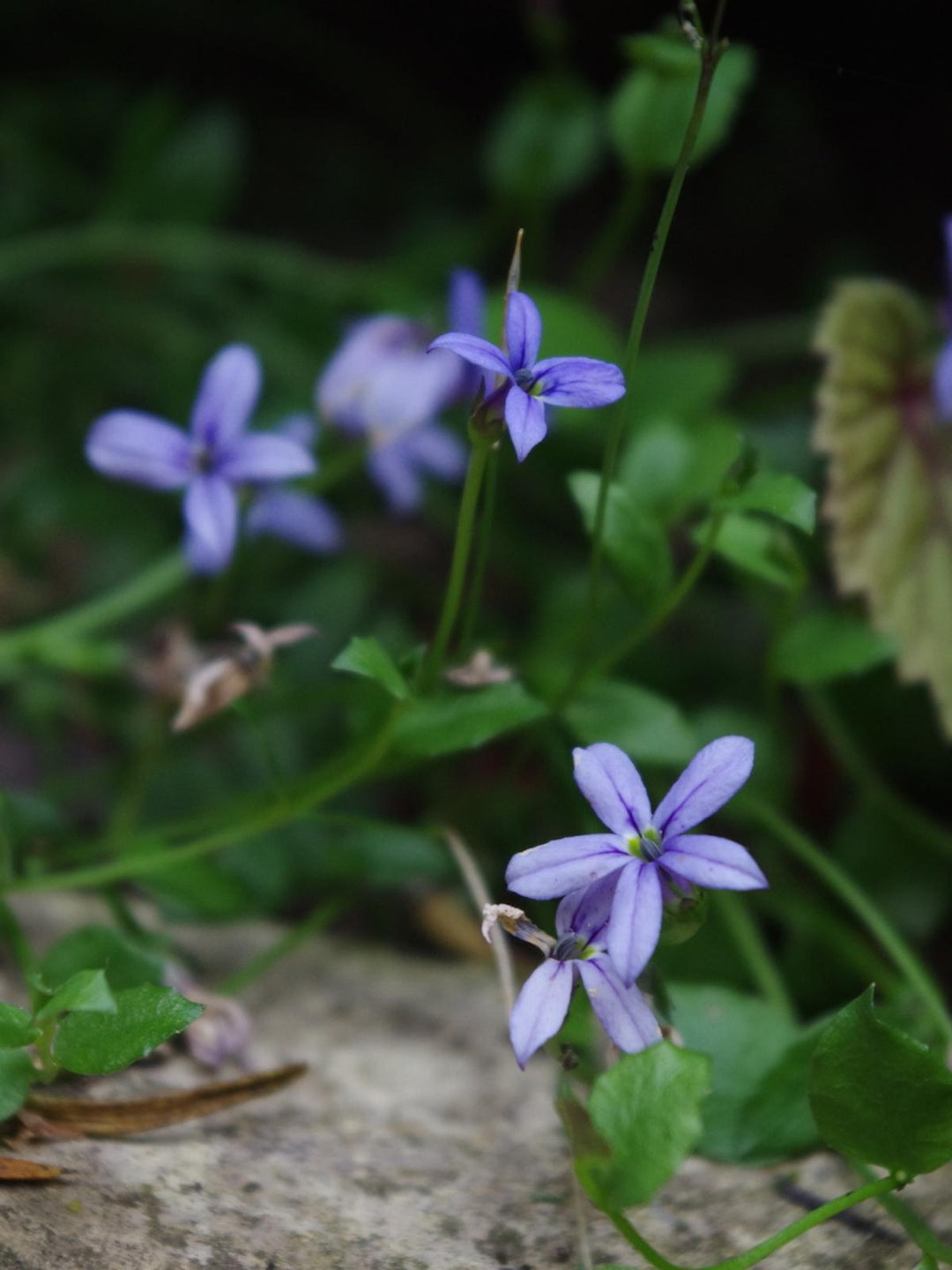 3" Pratia pedunculata 'County Park' County Park Pratia (Blue Star Creeper) 1002611