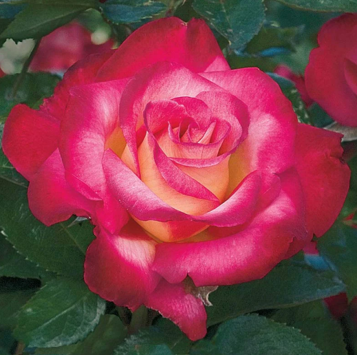 3G Rose Bush - 'Dick Clark' Cherry w/ Cream Center