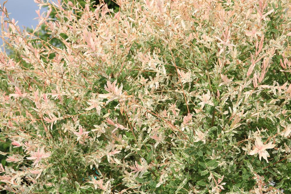 7G Salix Integra - Hakuro-nishiki - Dappled Willow - 82647-1128