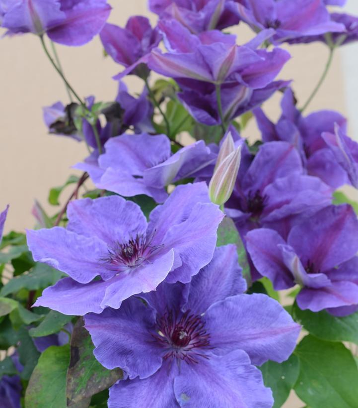8" Clematis 'Ravel' - 1021744