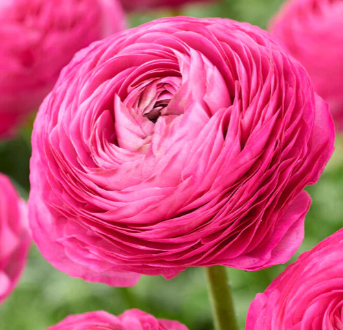6.5" Ranunculus - Mache Pink