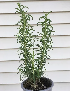 4" Herb - Rosemary Arp