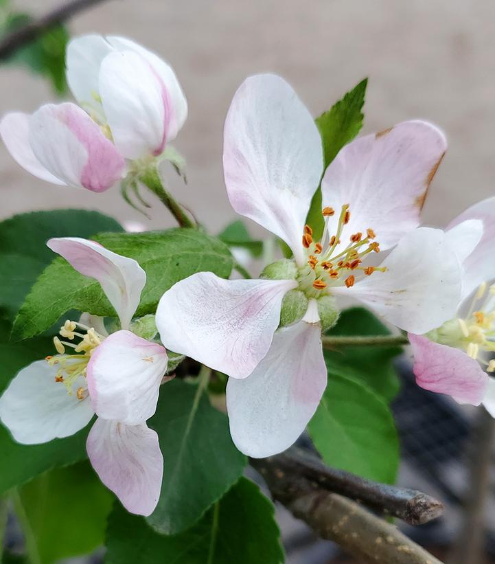 7G Malus 'Royal Gala' - Apple Tree - 1000609