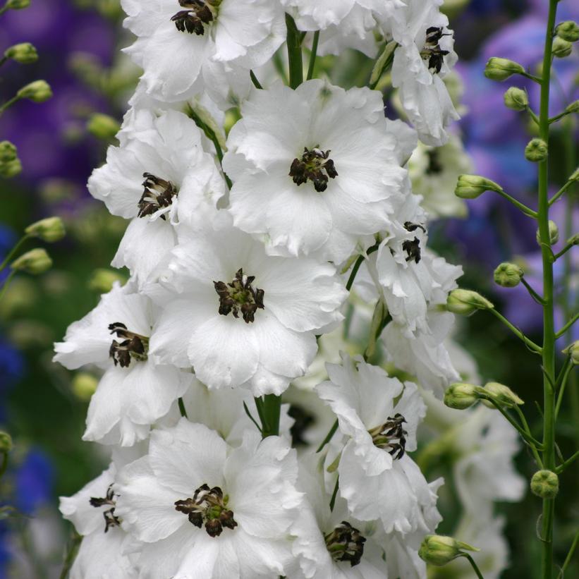 1G Delphinium New Zealand 'Black Eyed Angels' - Hybrid Bee Delphinium - 1021888