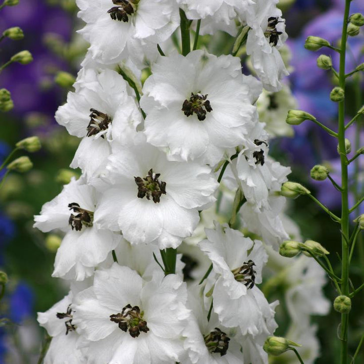 1G Delphinium New Zealand 'Black Eyed Angels' - Hybrid Bee Delphinium - 1021888