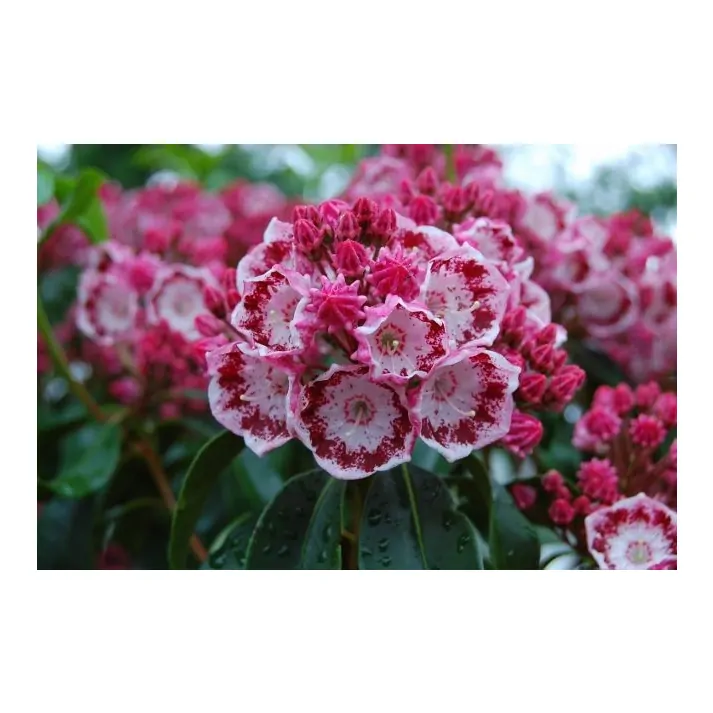 3G Kalmia lat. 'Yankee Doodle' Yankee Doodle' Mountain Laurel