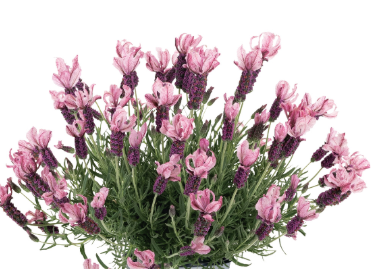 11" HB Lavandula Stoechas La Diva Berry Rosey - Lavender Hanging Basket