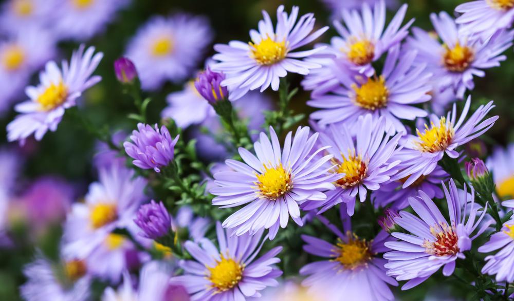 2G Aster 'Kickin Sapphire' - 1008018