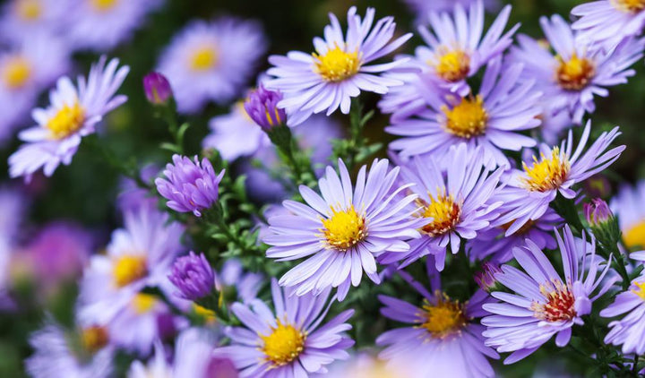 2G Aster 'Kickin Sapphire' - 1008018