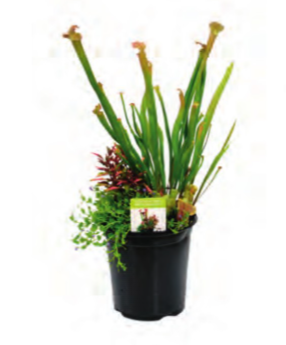 Netherland Bulb Company - 8" Tropical Aquatic Planter w/ Carnivorous Plants - 8005109303