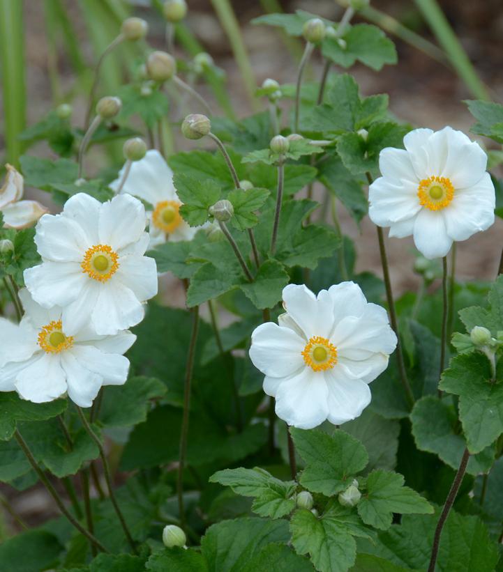 1G Anemone X 'Honorine Jobert' Honerine Jobert Windflower 1000392