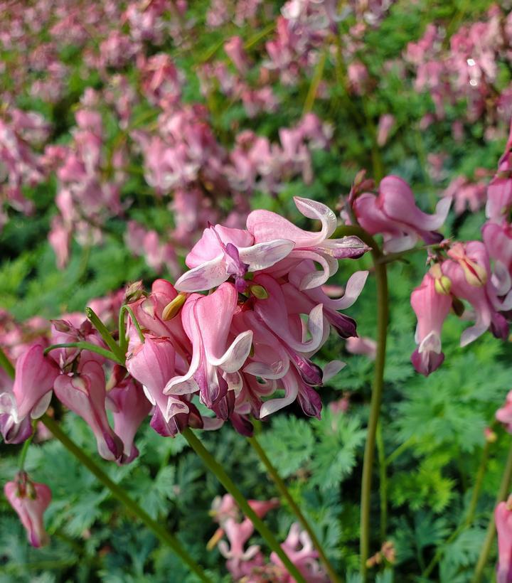 1G PW Dicentra 'Pink Diamonds' - Fern-leaved Bleeding Heart - 1013016