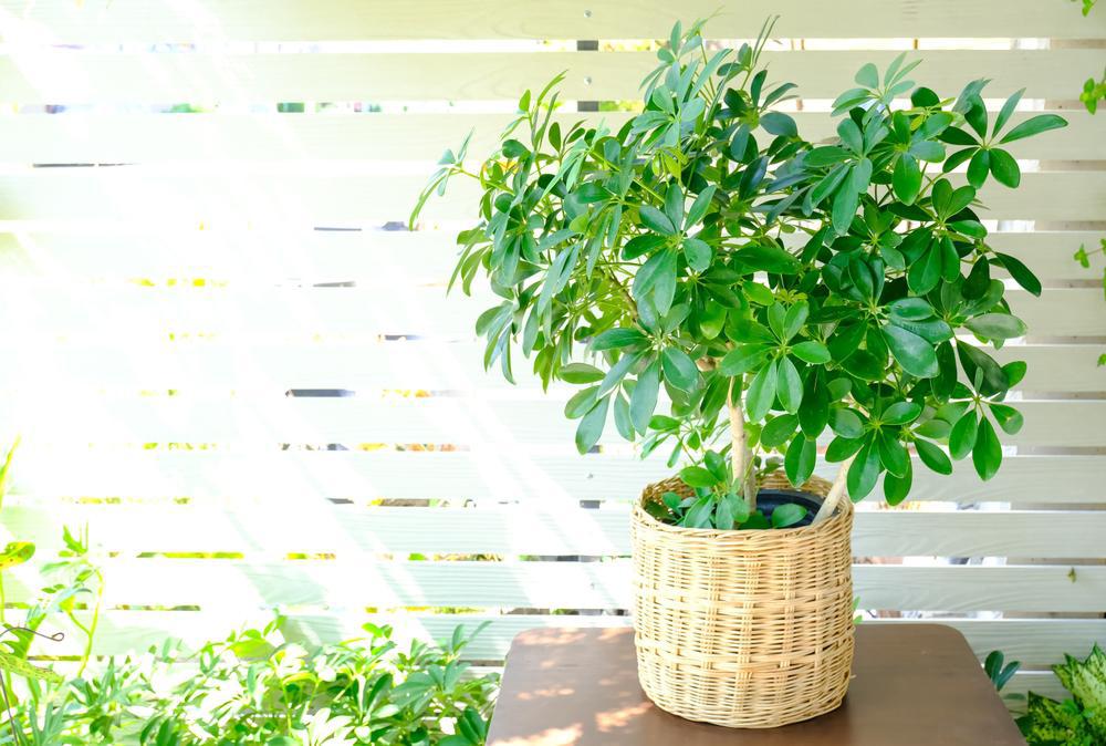 4" Arboricola (Umbrella Plant)
