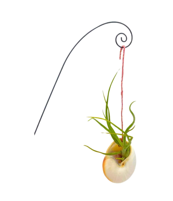 3" Hanging Nautilus Shell w/ Air Plant - FP0225