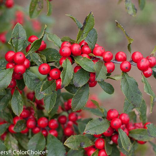 Little Goblin® Red Winterberry