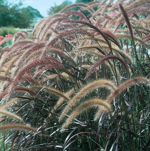 4.25" PW Pennisetum Setaceum 'Rubrum' - Purple Fountain Grass