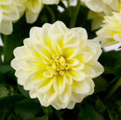 4.5" Dahlia