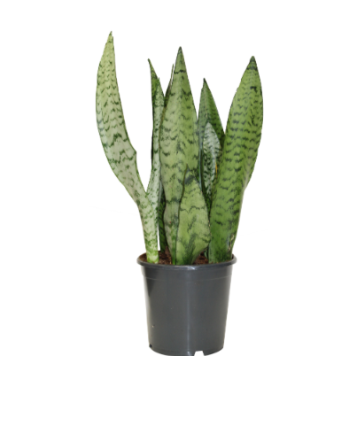 6.5" (17cm) Sansevieria Tri Zeylanica - G12060