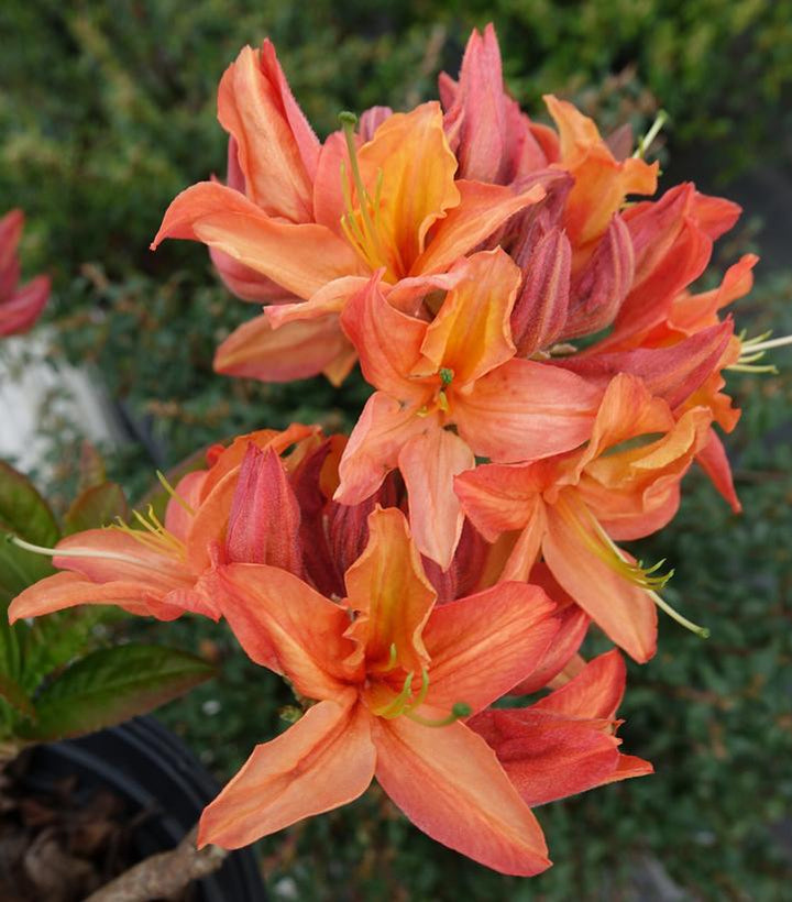 2G Azalea 'Mandarin Lights' - Deciduous - 1001712
