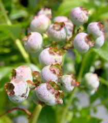 2G Vaccinium Corymbosum 'Jersey' - Highbush Blueberry Bush - 1001137