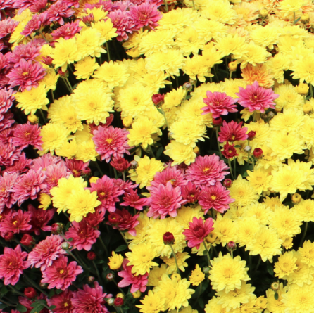 14" TP Mum Combination Patio Pot # 11 - Padre Cerise / Padre Yellow / Padre Orange