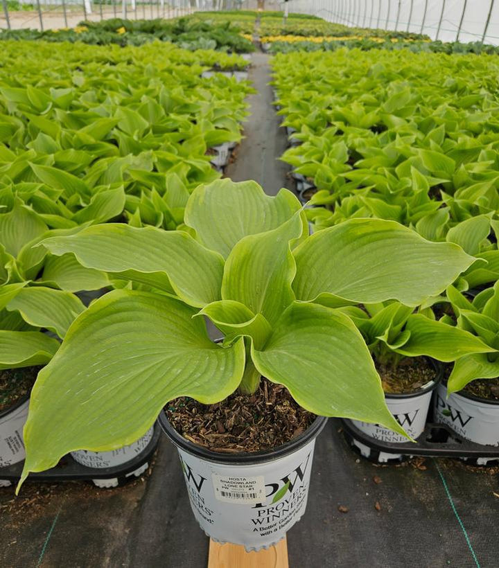 1G Hosta Shadowland 'Lone Star' - 1021273