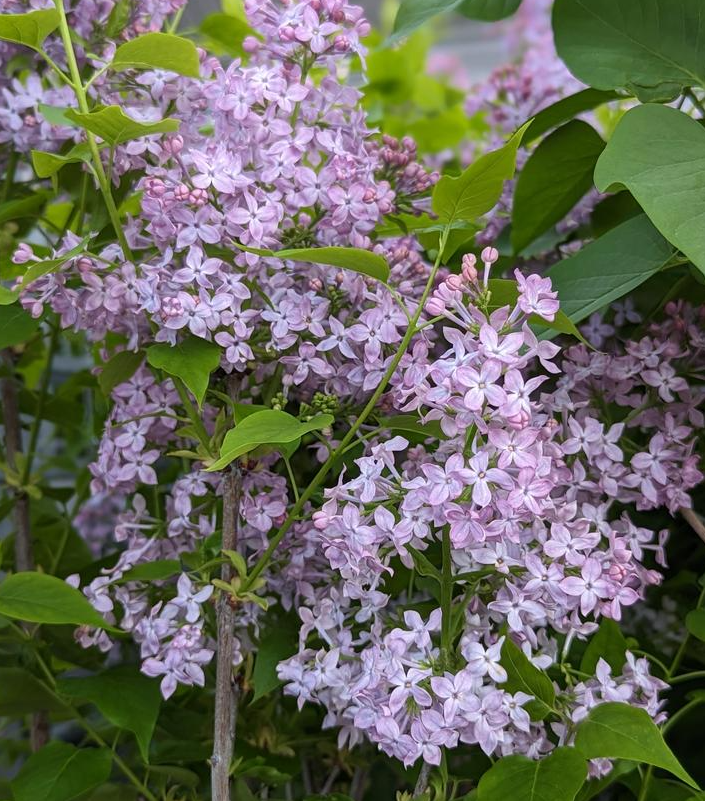 5G Syringa X Hyacinthiflora Scentara 'Pura' - Lilac - 1014521