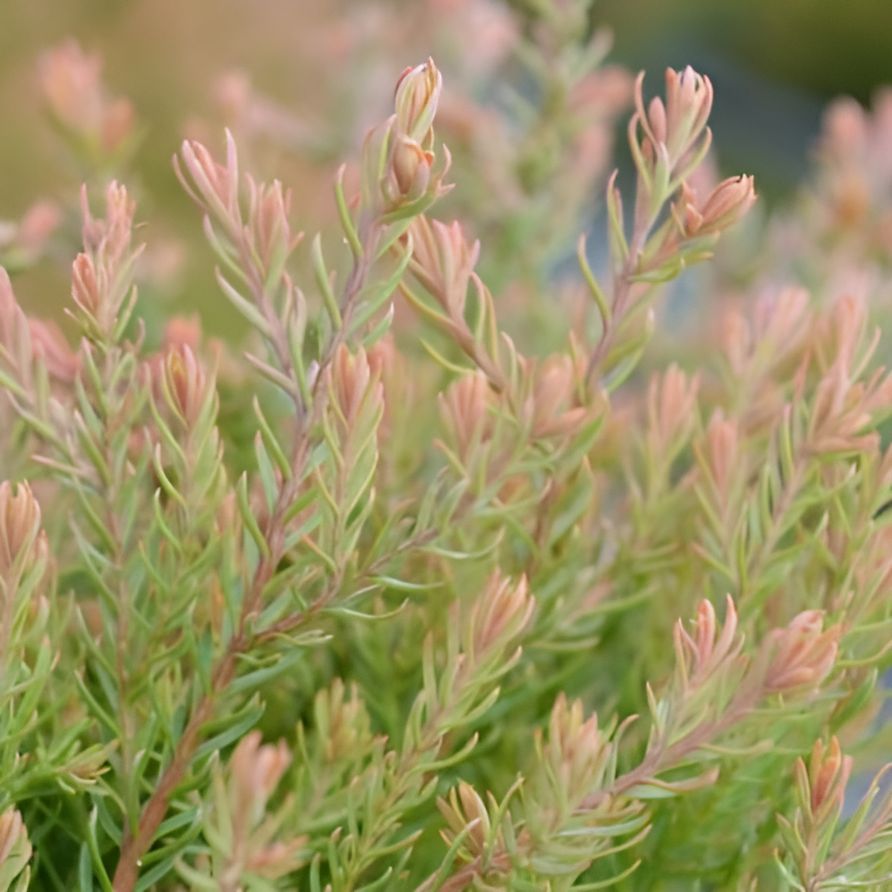Fire Chief™ Globe Arborvitae