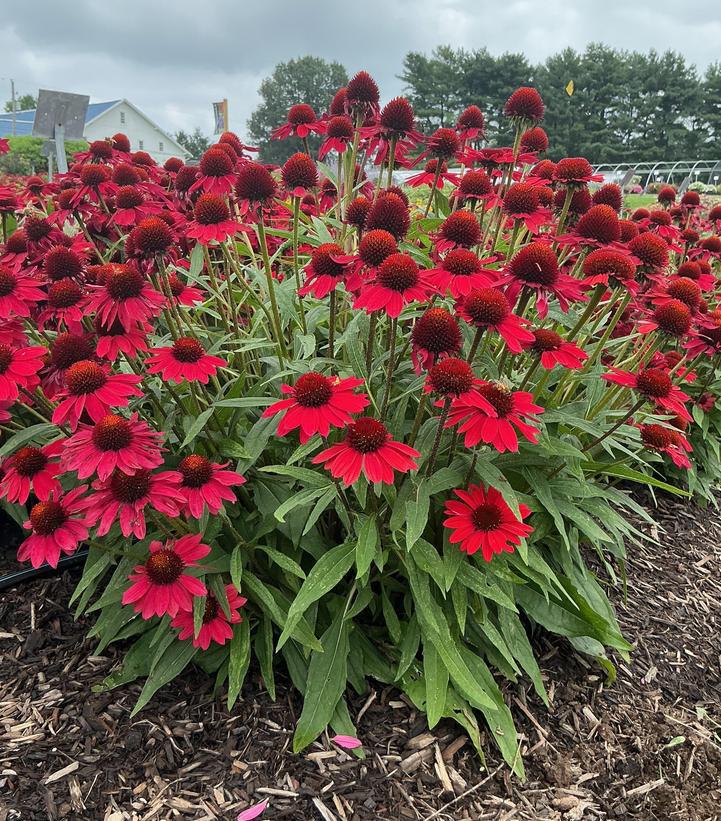 1G Echinacea Sunmagic 'Vintage Hot Red' - Coneflower - 1023105