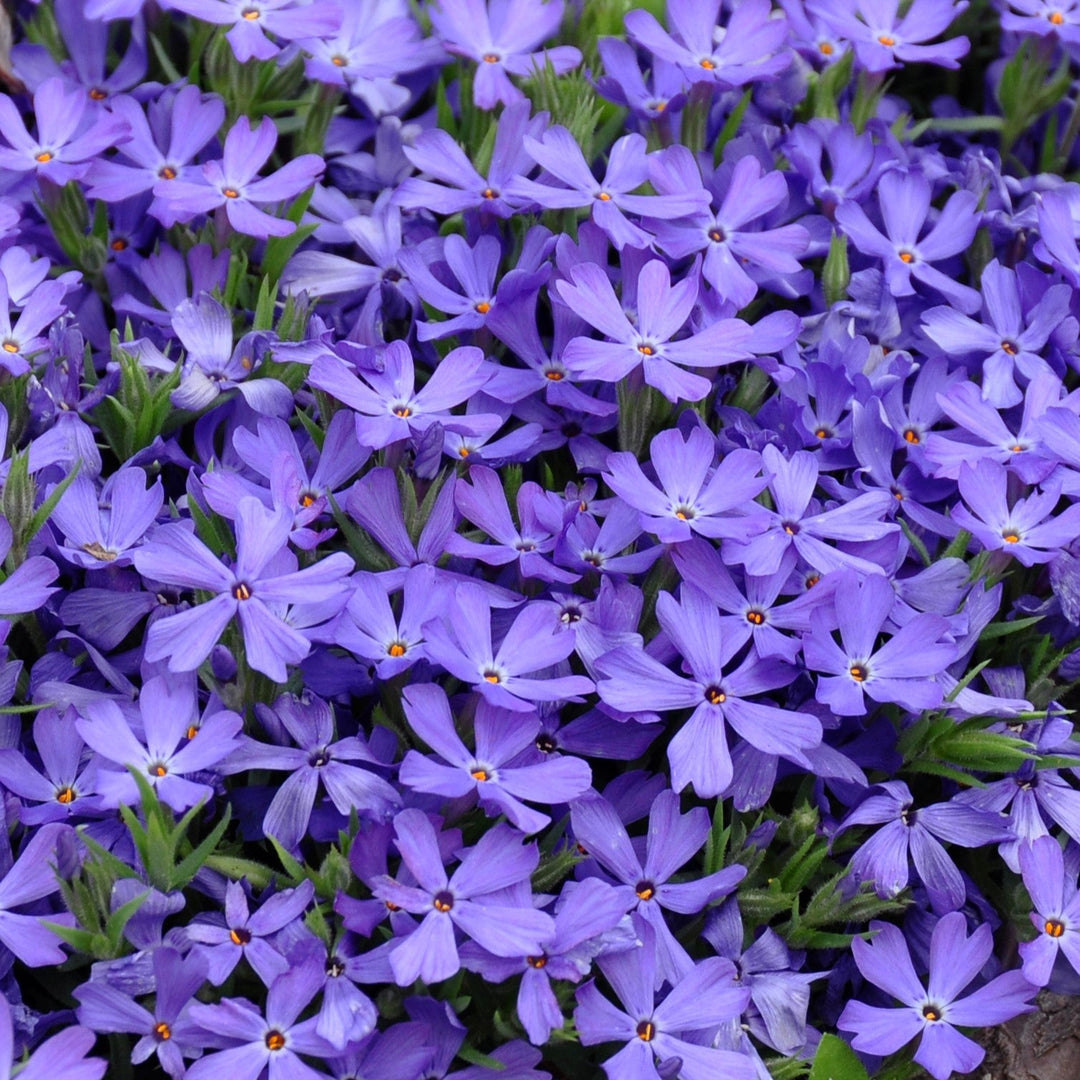 Violet Pinwheels Phlox