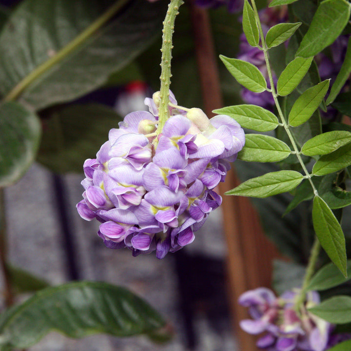 Amethyst Falls Wisteria