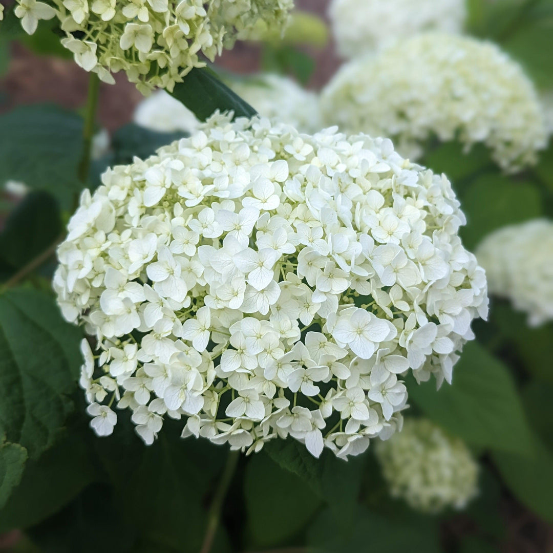 Mophead Hydrangea, Annabelle Hydrangea