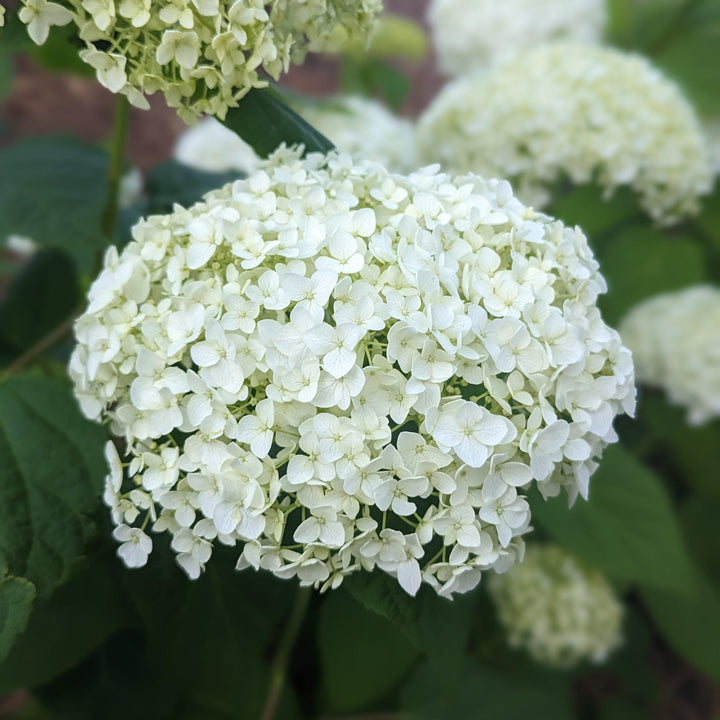 Mophead Hydrangea, Annabelle Hydrangea