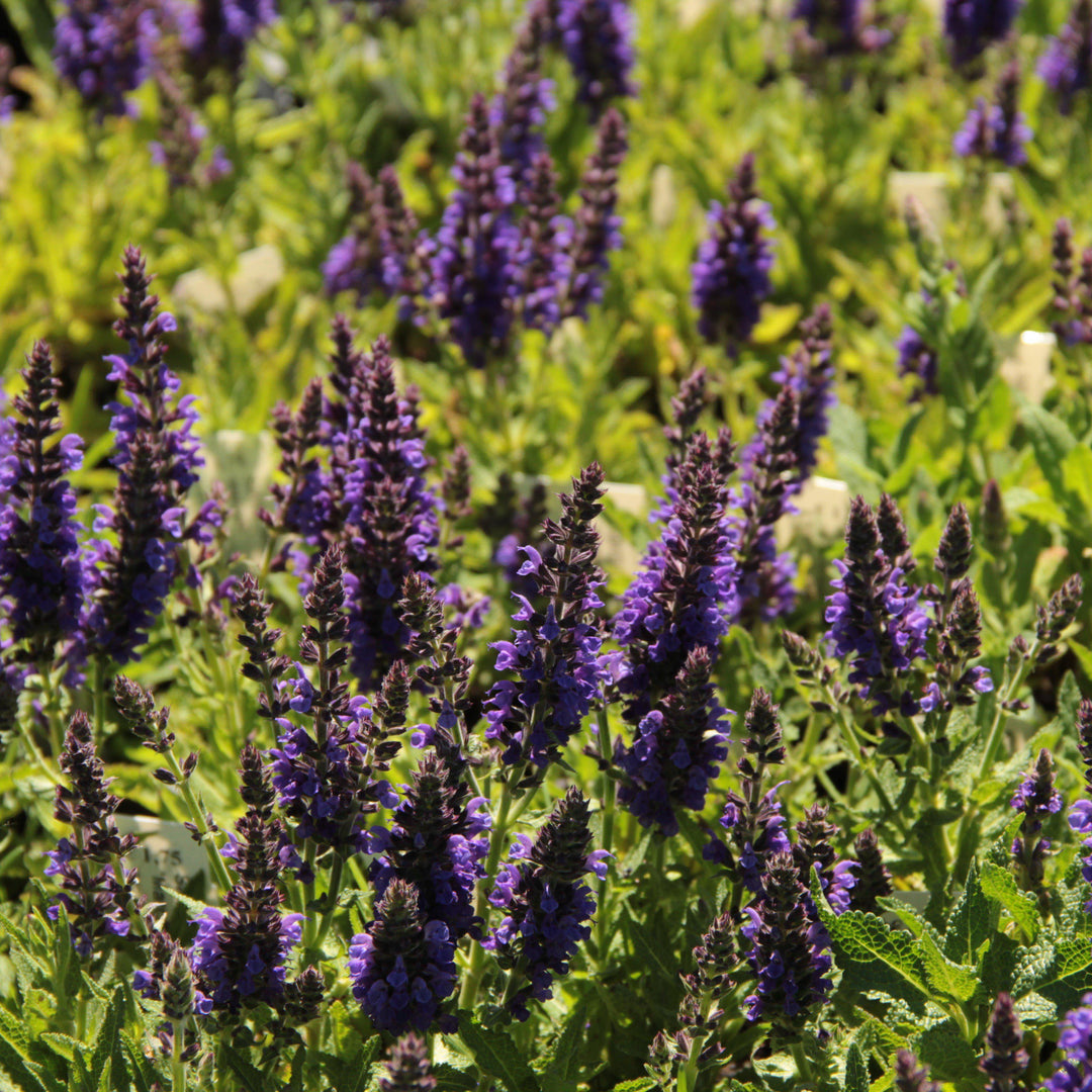 Marcus® Meadow Sage