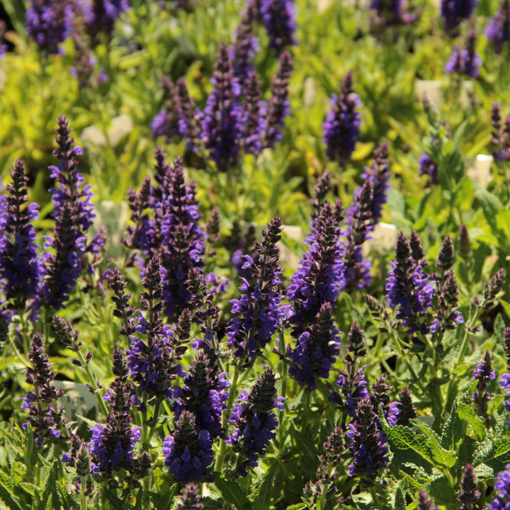 Marcus® Meadow Sage