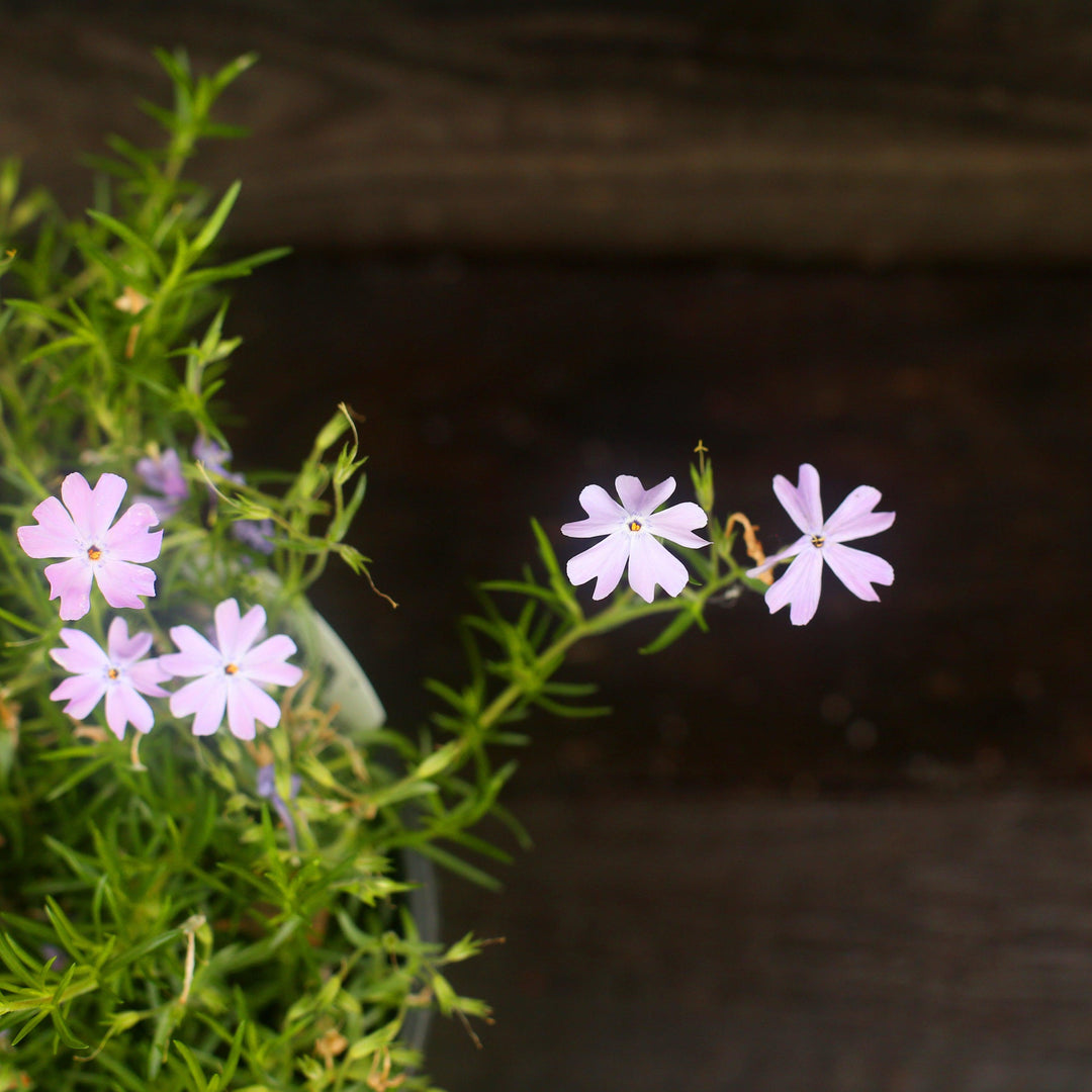 Emerald Blue Creeping Phlox