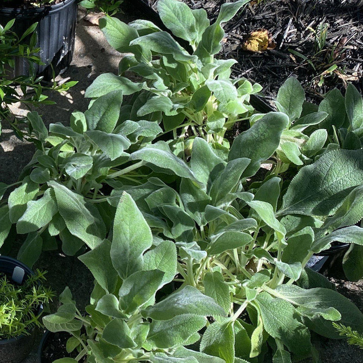 Giant Lamb's Ear
