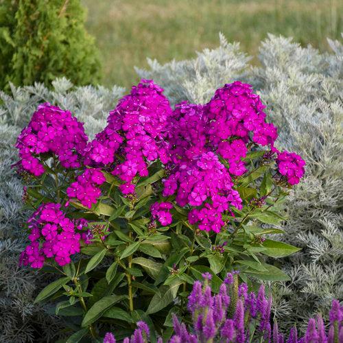Luminary® Ultraviolet Phlox