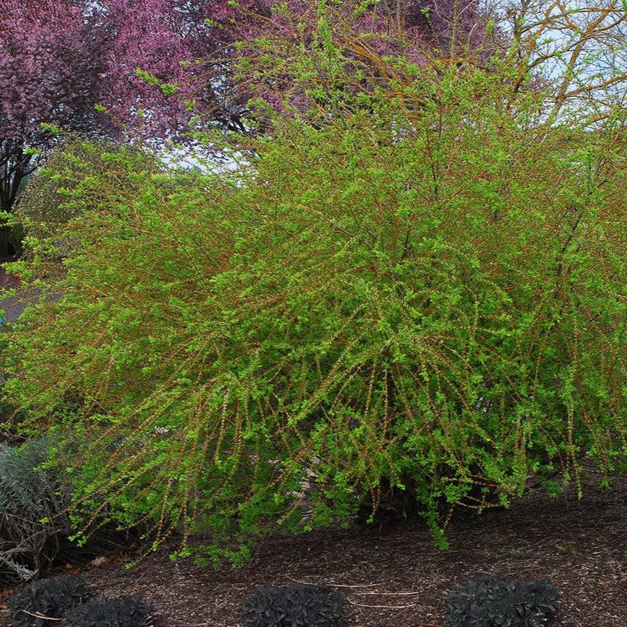 can you plant dappled willow near house Dappled Willow – Sunny Valley Farms