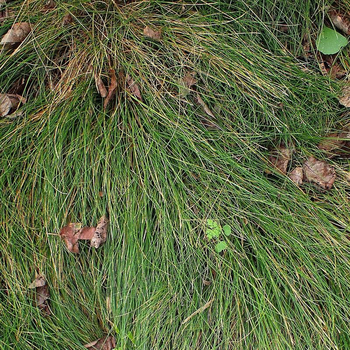 Carex eburnea  - Bristle-leafed Sedge
