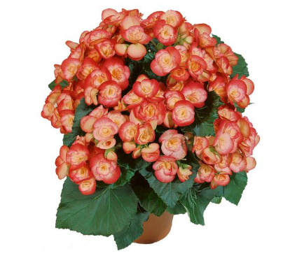 4.5" Terra Hiemalis Begonia - Peggy