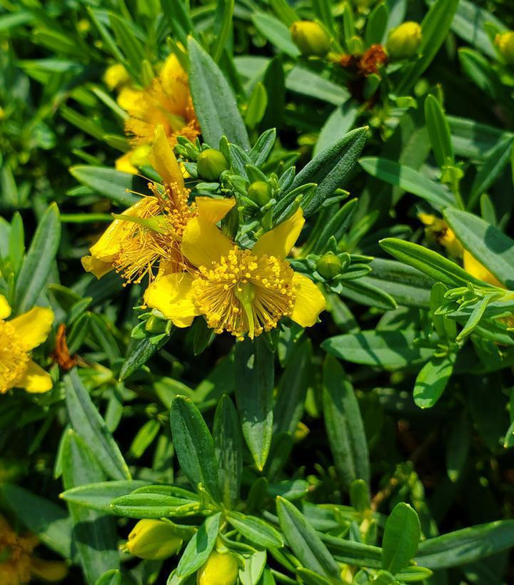 2G Hypericum Kalmianum 'Cobalt-n-Gold' - St. John's Wort - 1012501