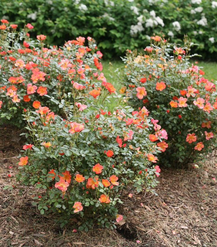 3G Rosa x Oso Easy 'Hot Paprika' ('FARROWRSP') Oso Easy Hot Paprika® Landscape Rose: Patent PP30,383 1013762